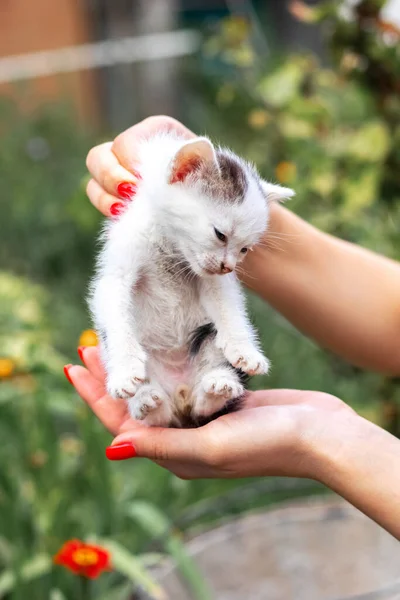 Girl Holds Small Frightened Kitten Skin Garden — Fotografia de Stock