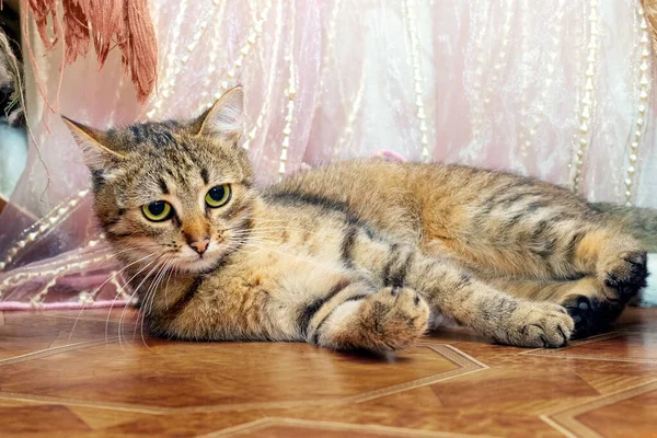 Brown Tabby Cat Lying Floor Room — Fotografia de Stock