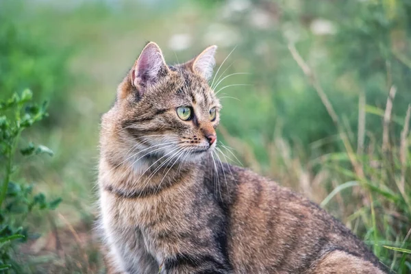 Brown Striped Cat Looking Carefully Something Green Grass Summer Looking — 스톡 사진