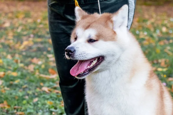 Akita Cão Parque Outono Perto Seu Proprietário — Fotografia de Stock