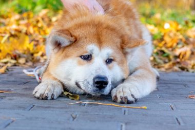 Parktaki bir sokakta üzgün üzgün yatan bir Akita köpeği.