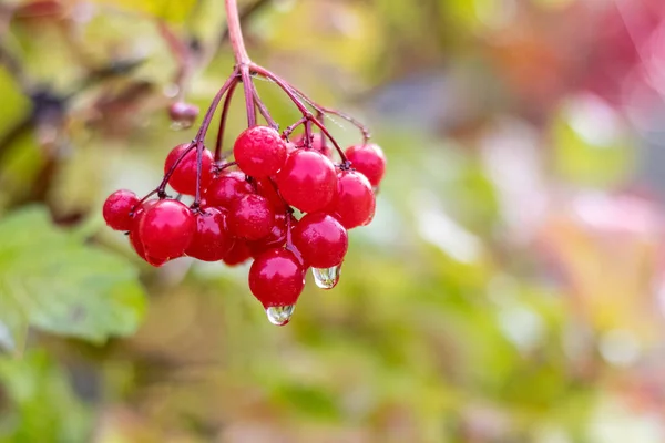 Букет Калини Червоними Ягодами Краплями Дощу Вібурнум Восени Дощову Погоду — стокове фото