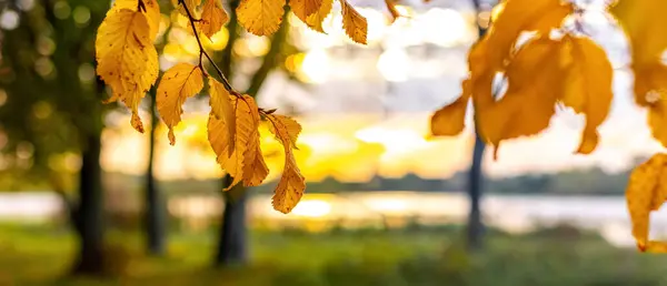 Vista Outono Com Galho Árvore Com Folhas Amarelas Árvores Perto — Fotografia de Stock