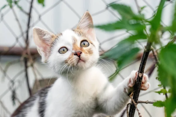 小猫咪花园中靠近荨麻灌木丛的小猫咪 — 图库照片