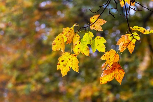 Folhas Bordo Coloridas Uma Árvore Floresta Outono Fundo Embaçado — Fotografia de Stock