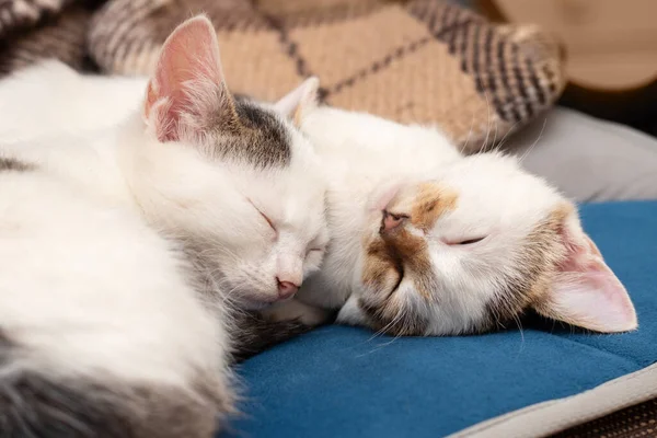 两只白斑幼猫睡在枕头上的床上 — 图库照片