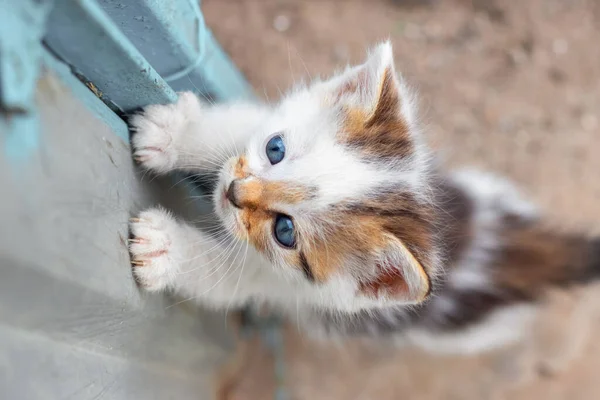 Small Kitten Tries Climb Fence — Stockfoto