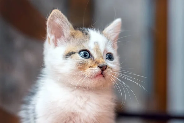 Bulanık Arka Planda Bir Odada Küçük Tüylü Bir Kedi Yavrusu — Stok fotoğraf