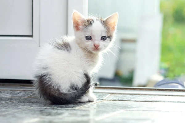 Ein Kleines Kätzchen Sitzt Vor Der Tür Und Blickt Zurück — Stockfoto