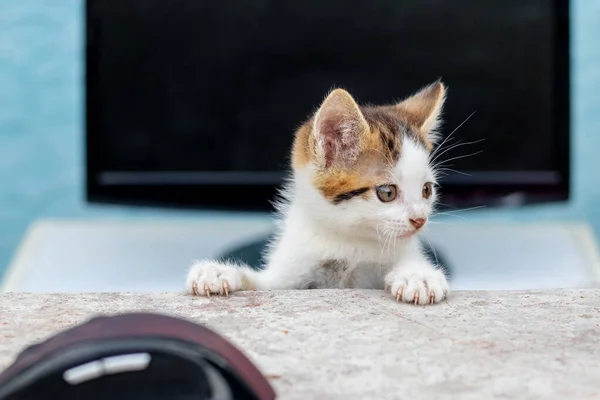 Een Klein Wit Gespot Kitten Buurt Van Een Computermuis Monitor — Stockfoto