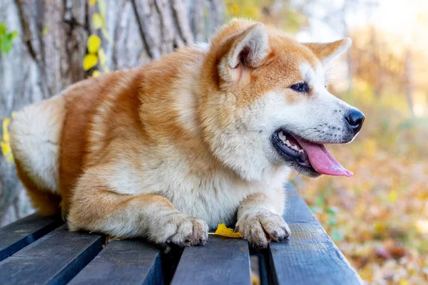 Akita Hond Ligt Een Bankje Een Herfstpark — Stockfoto