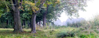 Sararmaya başlayan ağaçlarla dolu bir sonbahar ormanı. Sonbahar manzarası