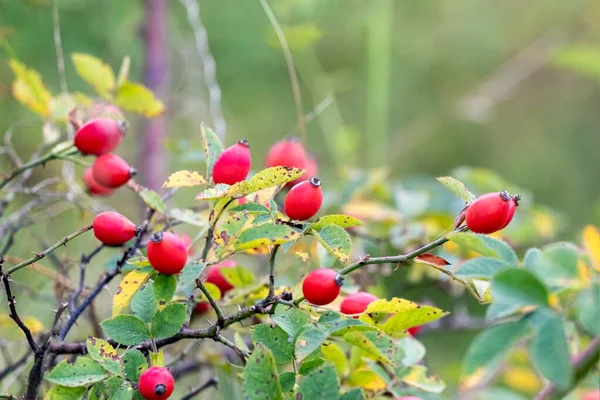 Куст Шиповника Красными Ягодами Осенью — стоковое фото