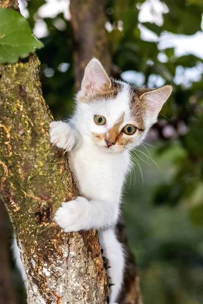 Маленький Чарівний Кошеня Дереві — стокове фото