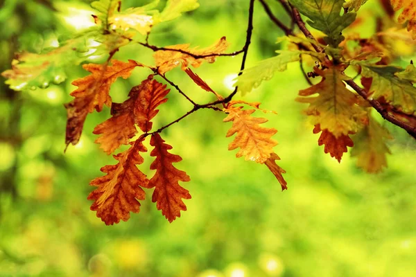 橡木枝叶 秋天干枯 叶色温暖 — 图库照片