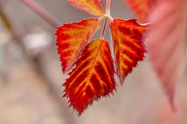Красные Осенние Листья Кустах Ежевики Размытом Фоне Осенний Фон — стоковое фото
