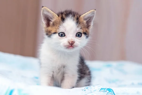 Yatak Odasında Yataktaki Küçük Sevimli Kedi Yavrusu — Stok fotoğraf