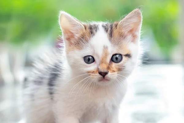 背景にぼやけた庭のかわいい子猫 — ストック写真