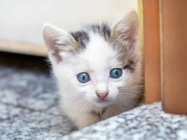 Small Cute Kitten Room Peeks Because Door — Stok fotoğraf