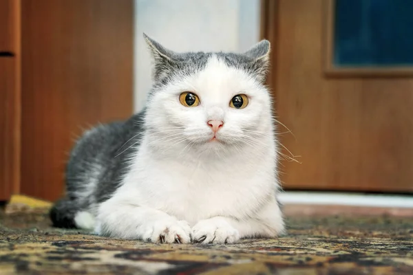 White Spotted Cat Sits Floor Room Looks Intently Something — Fotografia de Stock