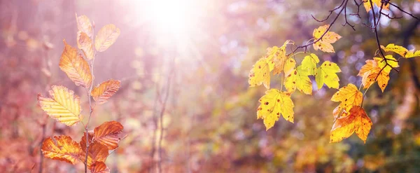 Fundo Outono Com Folhas Secas Árvores Dia Ensolarado — Fotografia de Stock