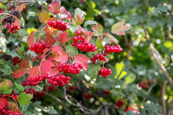 Arbusto Viburnum Con Racimos Rojos Clima Soleado —  Fotos de Stock