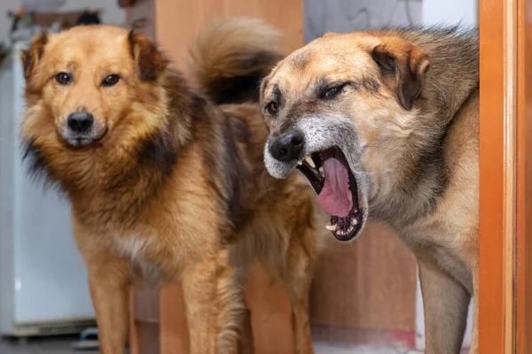 Δύο Σκυλιά Ένα Δωμάτιο Ένα Αστείο Και Θυμωμένο Ανοιχτό Στόμα — Φωτογραφία Αρχείου