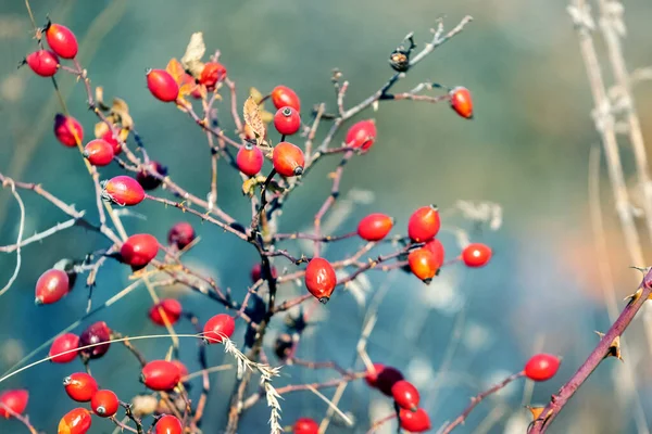 Arbusto Rosa Mosqueta Com Bagas Vermelhas Tempo Ensolarado — Fotografia de Stock