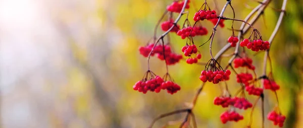 Viburnum Branch Red Berries Blurred Background Autumn Copy Space — Stock Photo, Image