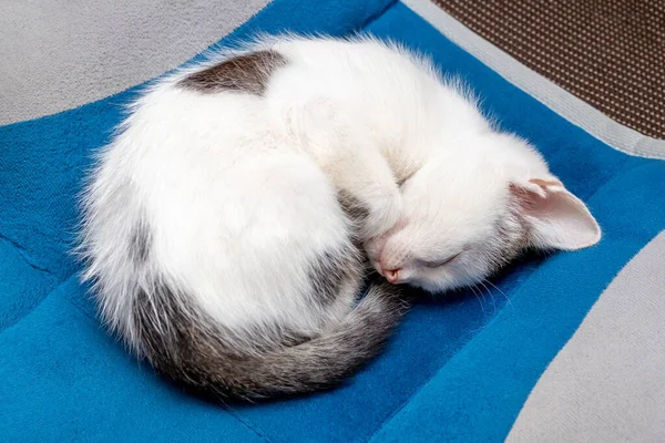 Χαριτωμένο Γατάκι Κοιμάται Γλυκά Στο Χαλί — Φωτογραφία Αρχείου