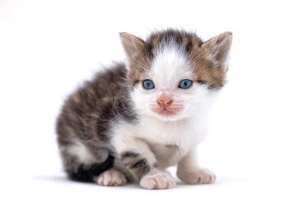 白い隔離された背景にかわいいふわふわの子猫 魔法の猫 — ストック写真