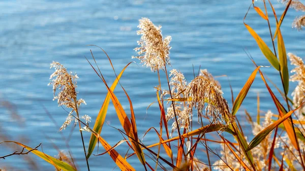 Зарості Сухої Трави Очерету Біля Річки Восени — стокове фото