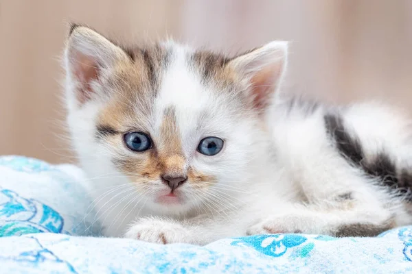 Small Cute Kitten Lying Blanket Bed —  Fotos de Stock
