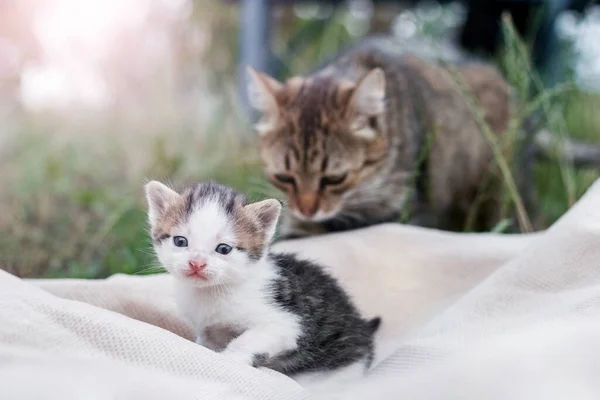 Ein Kleines Kätzchen Garten Neben Seiner Mutter — Stockfoto