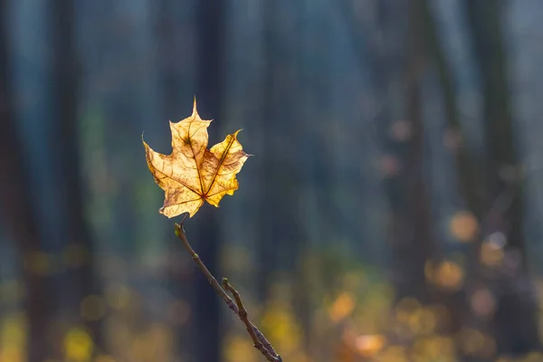 Žlutý Podzimní Javorový List Tmavém Lese Pozadím Stromů — Stock fotografie