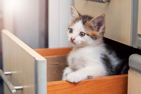 Küçük Sevimli Bir Kedi Yavrusu Mutfakta Bir Çekmecede Oturur Dikkatle — Stok fotoğraf