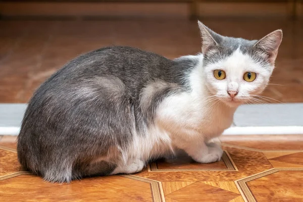 Gato Assustado Senta Chão Sala — Fotografia de Stock