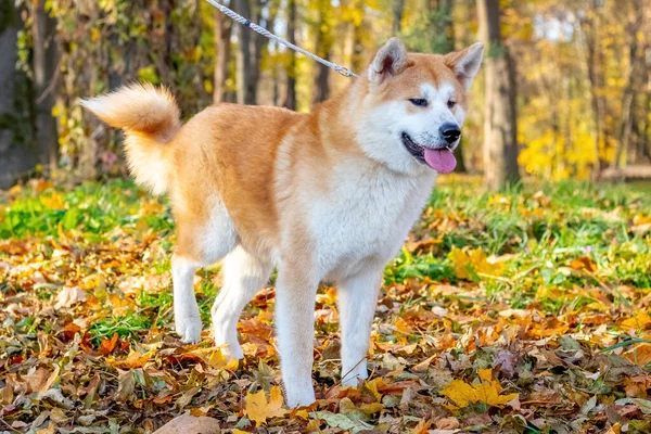 Pies Akita Smyczy Podczas Spaceru Jesiennym Parku — Zdjęcie stockowe