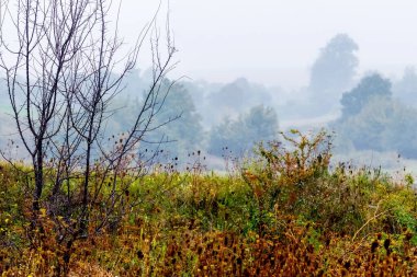 Sonbahar manzarası sisli havada çimen ve yabani otların arasında çıplak bir ağaçla