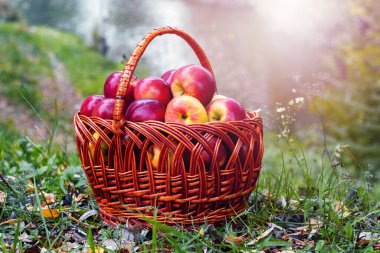 Nehir kenarındaki bir sepette olgun kırmızı elmalar. Elma hasadı