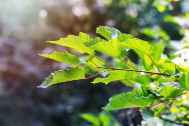 Tree branch with green leaves in forest in sunny weather on blurred background, summer background