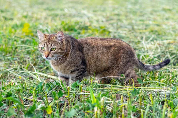 芝生の上の庭に茶色いタビー猫が歩いていて 猫は狩りにいる — ストック写真