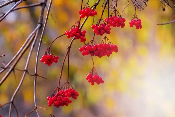 Sonbaharda Arka Planda Kırmızı Böğürtlenli Viburnum Dalı — Stok fotoğraf