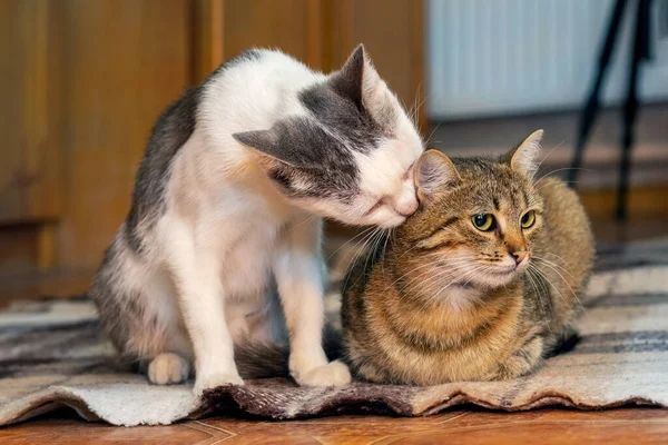 Två Katter Sitter Ett Rum Golvet Och Katt Tvättar Den — Stockfoto