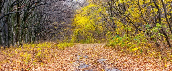 Осенний Лес Желтыми Деревьями Дорога Покрыта Опавшими Листьями Панорама — стоковое фото