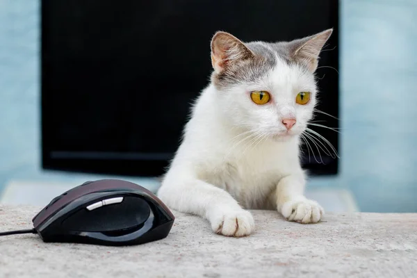 Pequeno Gatinho Branco Manchado Perto Mouse Computador Monitor Trabalho Escritório — Fotografia de Stock