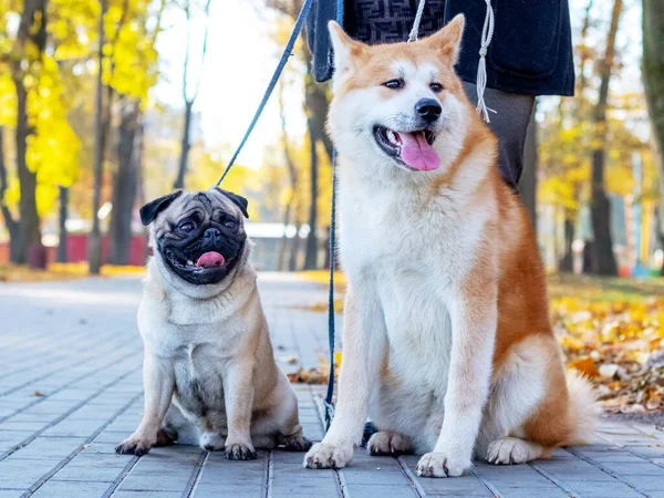 stock image Two dogs  of breed   pug and akita in the autumn park while walking near his mistress