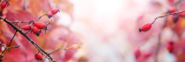 Sonbaharda yapraksız kırmızı böğürtlenli gül ağacı sıcak kırmızı renklerde.