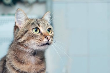 Odaya dikkatlice bakan kahverengi çizgili kedi bulanık arka planda, boşluğu kopyala