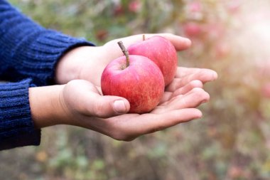 Bahçede elinde kırmızı elmalar, elma hasadı tutan bir çocuk.